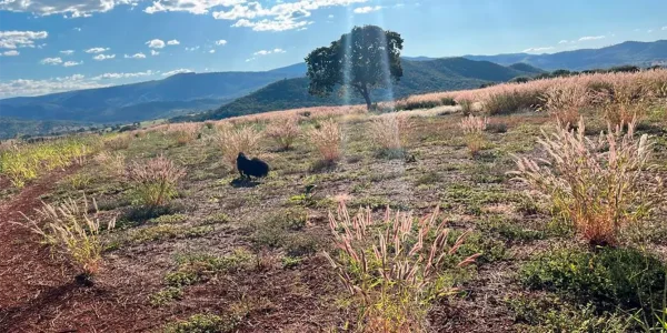 post licencas ambientais pasto 1